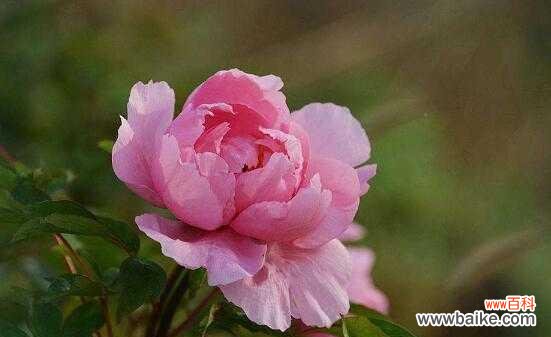 探索花语的深意 花语传递的浪漫情感