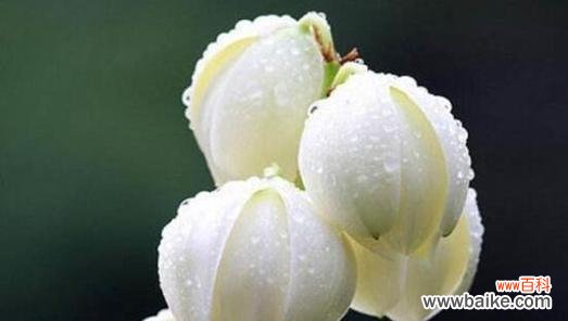 探索花语的深意 花语传递的浪漫情感