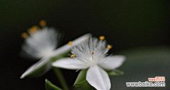 解读白花紫露草的深层心灵秘密 白花紫露草的花语与寓意