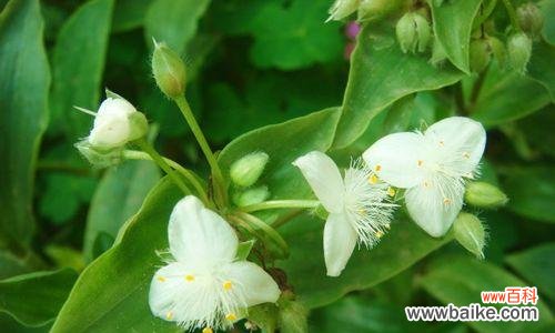 解读白花紫露草的深层心灵秘密 白花紫露草的花语与寓意