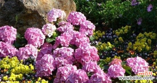 以花为媒 八仙花花语花意