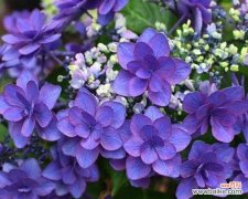 以花为媒 八仙花花语花意