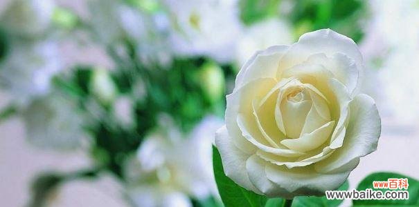 白玫瑰的花语是什么 白玫瑰的花语