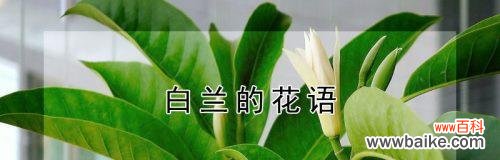 探寻白兰花的花语 白兰花花语及其意义的探索