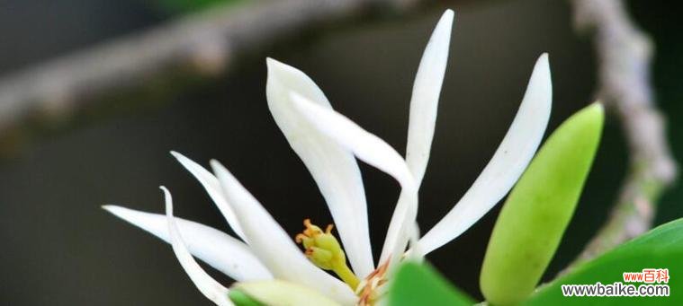 探寻白兰花的花语 白兰花花语及其意义的探索