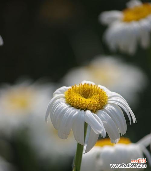 探寻白菊的传统象征与现代诠释 白菊的花语与意义