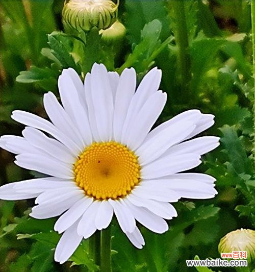 探寻花草语言中的秘密 白晶菊的花语与意义