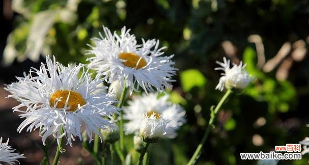 探寻花草语言中的秘密 白晶菊的花语与意义