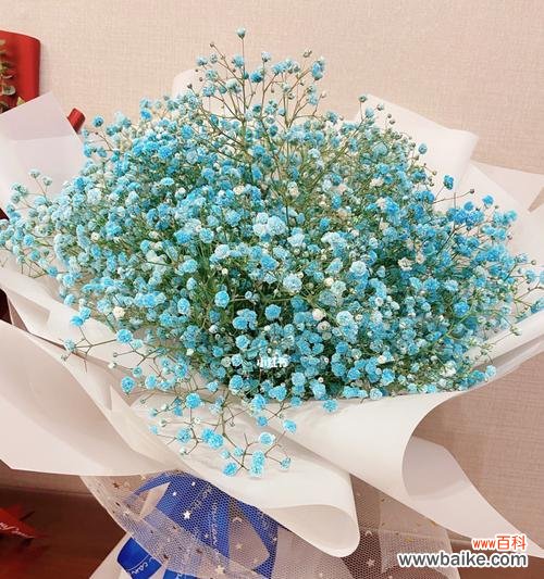 揭秘白色满天星的花语及其象征意义 白色满天星的花语——纯洁与祝福