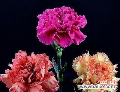 白色康乃馨的花语及其意义 白色康乃馨的花语