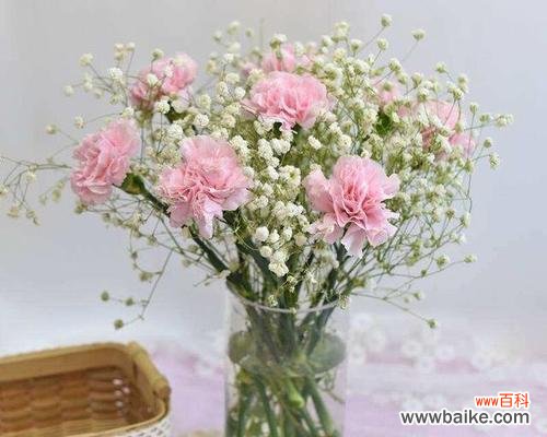 白色康乃馨的花语及其意义 白色康乃馨的花语