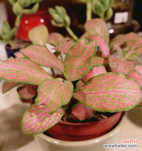 揭开白网纹草的神秘面纱 白网纹草的花语与寓意