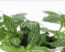 揭开白网纹草的神秘面纱 白网纹草的花语与寓意