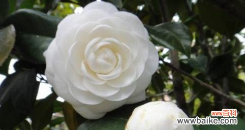 美丽花朵 白山茶的花语