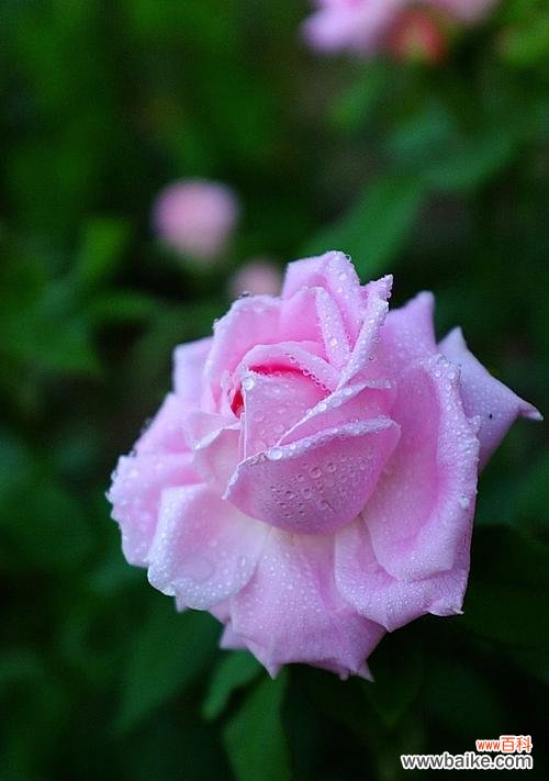 探寻白色月季花的花语及象征意义 白色月季花