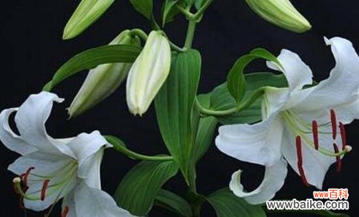 美丽的语言 花开花落,花语情意