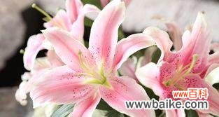 美丽的语言 花开花落,花语情意