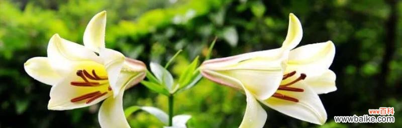 用花语读懂百合的心声 《百合大全的花语》