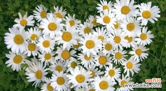 永恒的记忆 怀念亲人,花开寄思念