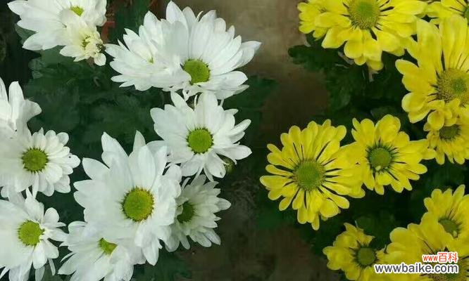 永恒的记忆 怀念亲人,花开寄思念