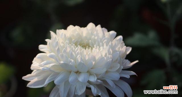 永恒的记忆 怀念亲人,花开寄思念