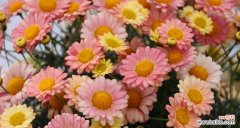 美丽花卉的神秘符号和魔力 幻想花园