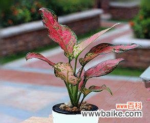 花开富贵 吉祥如意的花朵