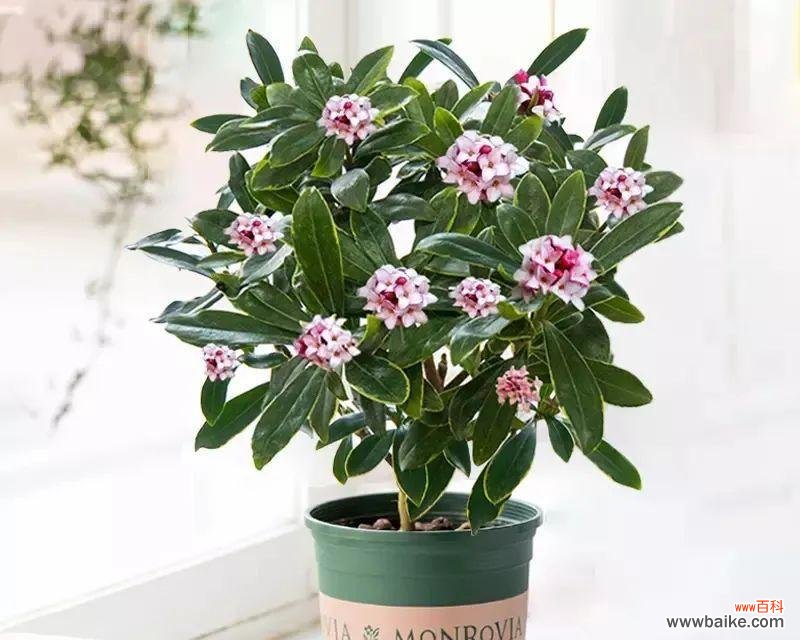 花开富贵 吉祥如意的花朵