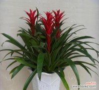 花开富贵 吉祥如意的花朵