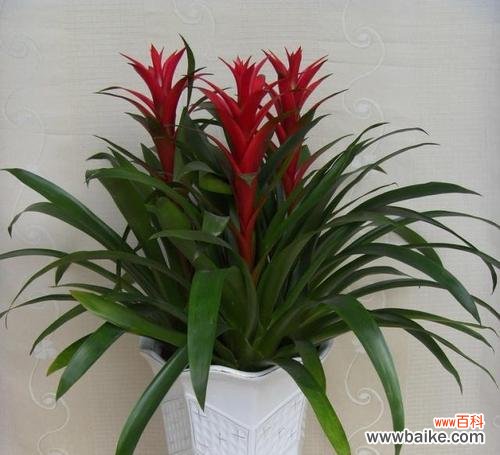 花开富贵 吉祥如意的花朵