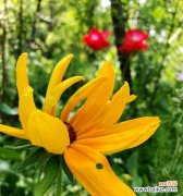 以花为喻 花开盛放，积极向上