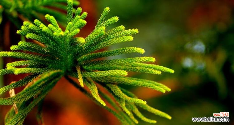 探索自然之美 积极向上的植物