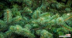 探索自然之美 积极向上的植物