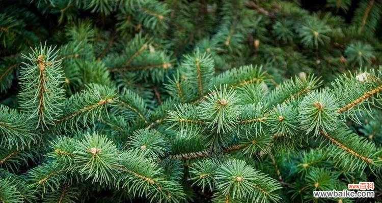 探索自然之美 积极向上的植物