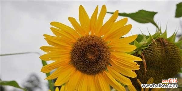 探索自然之美 积极向上的植物