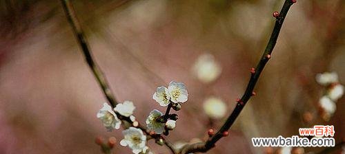 以代表坚强傲骨的花为主题的探索 花开坚强傲骨