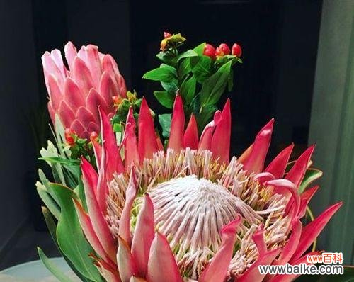 以代表坚强傲骨的花为主题的探索 花开坚强傲骨