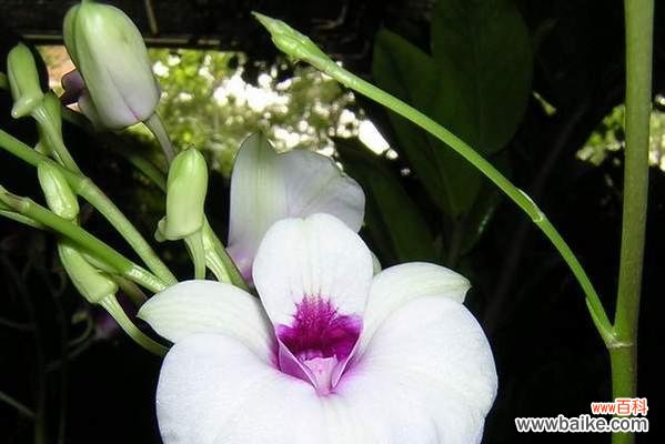 以代表坚强傲骨的花为主题的探索 花开坚强傲骨