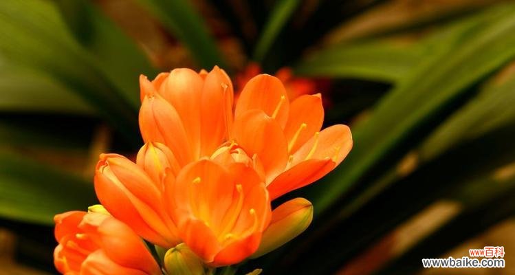 植物世界中的君子之风 君子之道,植物指引