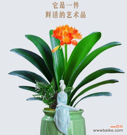 植物世界中的君子之风 君子之道,植物指引