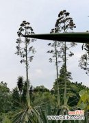 探索植物世界中的坚韧与生机 坚强的植物