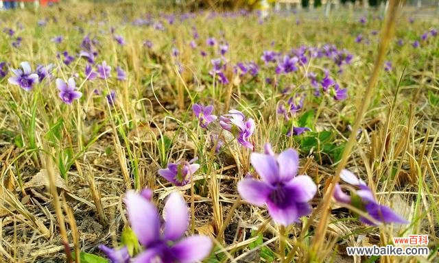 以玫瑰为象征的花朵 勇敢之花