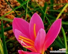 以玫瑰为象征的花朵 勇敢之花