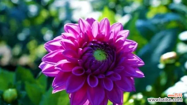 以玫瑰为象征的花朵 勇敢之花