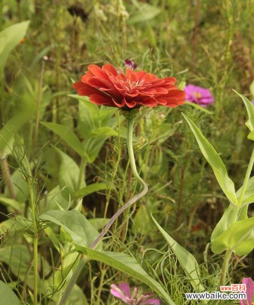探索自然世界中的十五种顽强植物 坚韧的植物