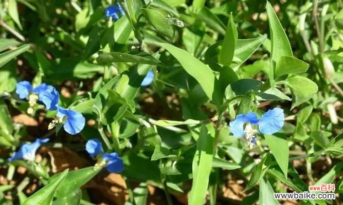 探索自然世界中的十五种顽强植物 坚韧的植物