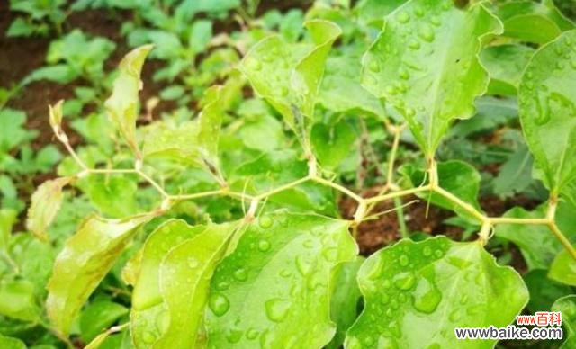 探索自然世界中的十五种顽强植物 坚韧的植物