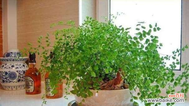 探索自然中的健康宝库 以代表健康的植物为主题的文章