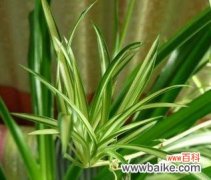 探索自然中的健康宝库 以代表健康的植物为主题的文章