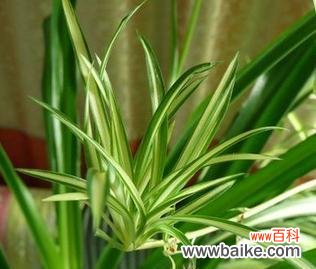 探索自然中的健康宝库 以代表健康的植物为主题的文章